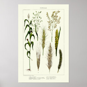 Poster Grãos De Cereais Vintage Trigo, Centeio, Cevada, A