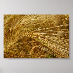 Poster Grãos de trigo no campo. É o tempo de colheita!