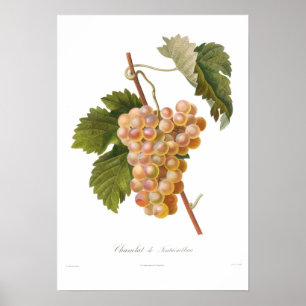 Póster Grape,Chasselat de Fontainebleau