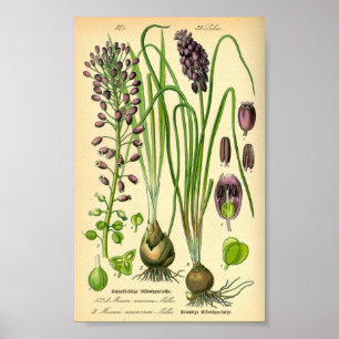 Poster Grape Hyacinth (Muscari neglectum)