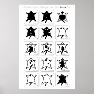 Póster Graus e Designações Especiais do Gato de Bicolor