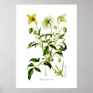 Póster Graveolens do Clematis