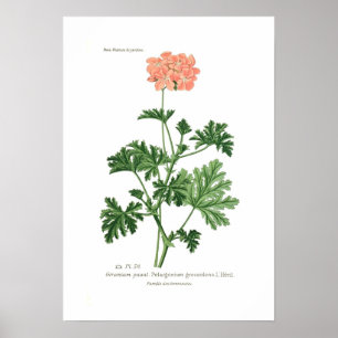Póster Graveolens do Pelargonium