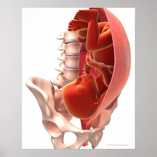 Póster Gravidez (Frente)
