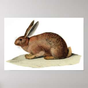Póster Gravura a água-forte zoológico clássica - coelh
