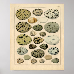 Póster Gravura a água-forte zoológico clássica - ovos 