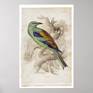 Póster Gravura a água-forte zoológico clássica - rolo