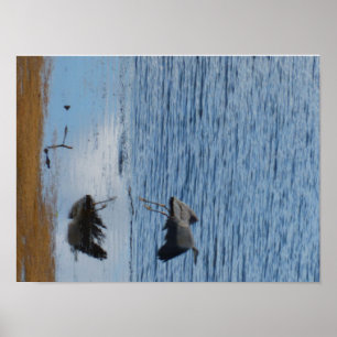 Póster Gray seabird middle