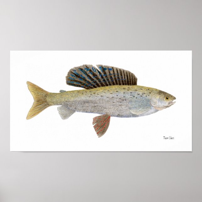 Póster Grayling Ártico com Marcas de Montana (Frente)