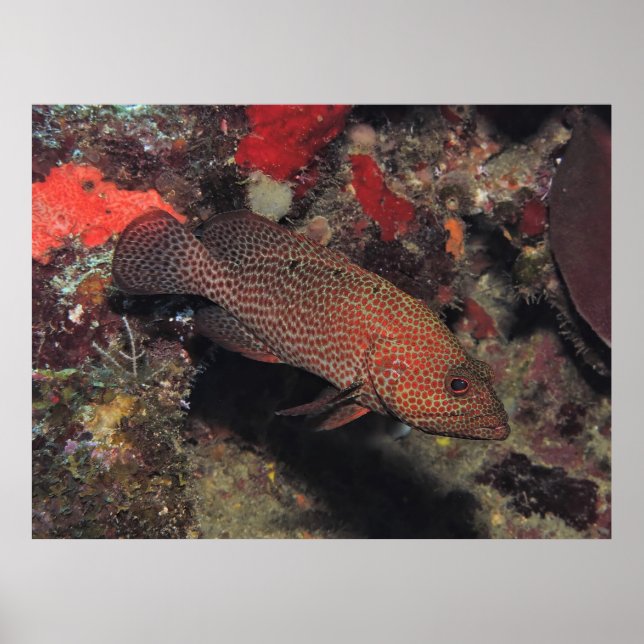 Poster Graysby (Frente)