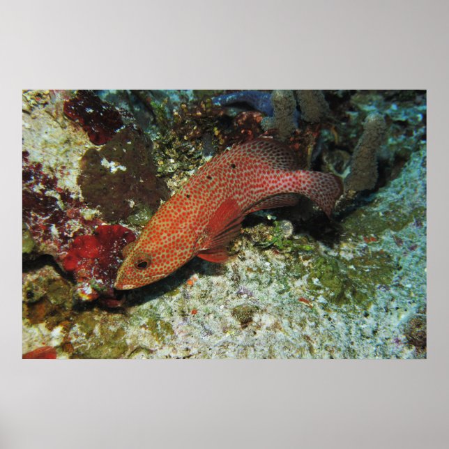 Poster Graysby (Frente)