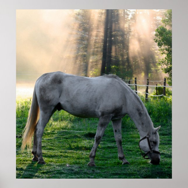 Póster Graze incrível (Frente)