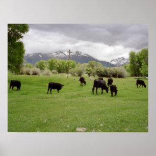 Póster Grazing Cattle v2