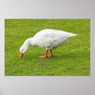 Poster Grazing Emden Goose