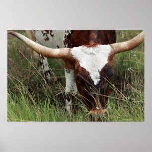 Poster Grazing Longhorn