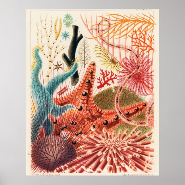 Poster Great Barrier Reef Echinoderms, (Frente)