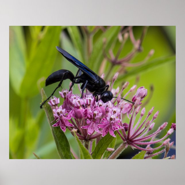 Poster Great Black Wasp (Frente)