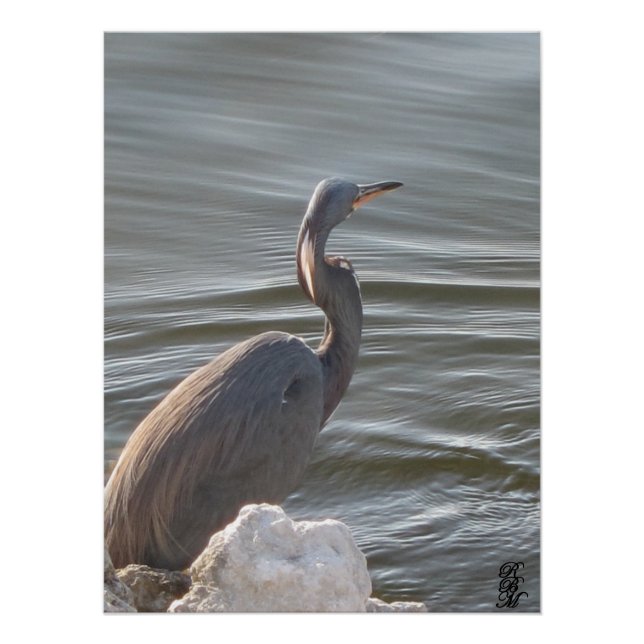Póster Great Blue Heron by the Water (Frente)