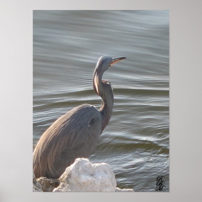 Poster Great Blue Heron by the Water (Frente)