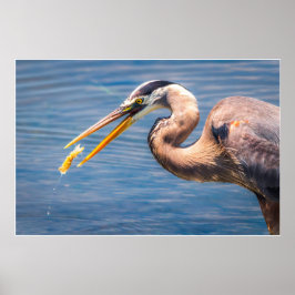 Poster Great Blue Heron Hunting Prey Wildlife Art Print