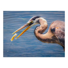 Póster Great Blue Heron Hunting Prey Wildlife Art Print