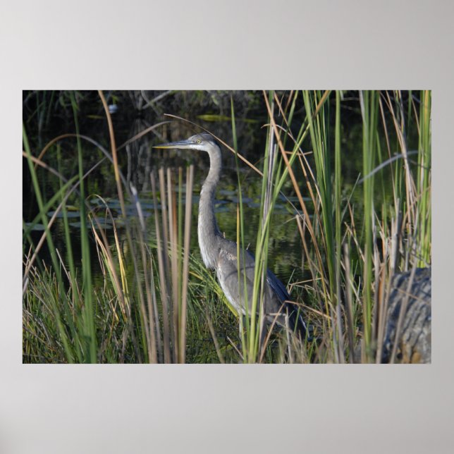 Poster Great Blue Heron in the Everglades Grass (Frente)