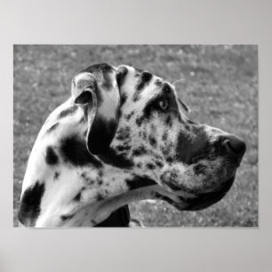 PÓSTER GREAT DANE