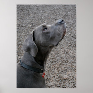 Poster Great Dane blue