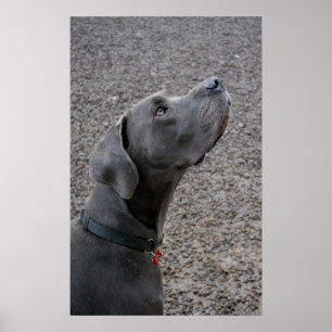 Poster Great Dane blue