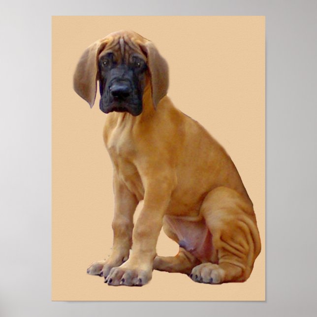 Poster Great Dane King of Dogs Print (Frente)