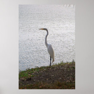Poster Great Egret