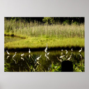 Poster Great Egrets in the Marsh