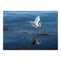 Great White Egret walks across Water