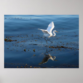 Poster Great White Egret walks across Water
