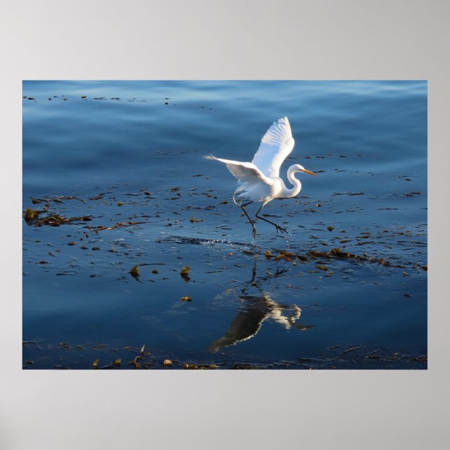 Poster Great White Egret walks across Water (Frente)