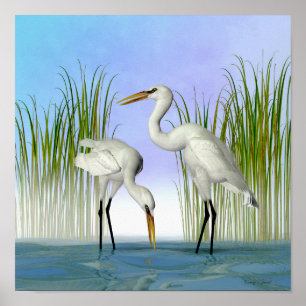 Poster Great White Egrets