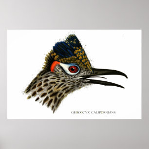 Poster Greater Roadrunner, Geococcyx californianus