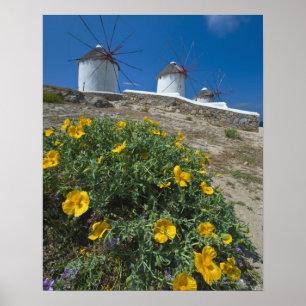 Póster Greece, Cyclades Islands, Mykonos, Flowers near