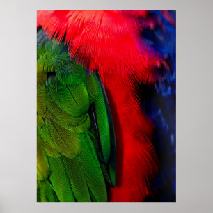 Poster Green and red bird tails