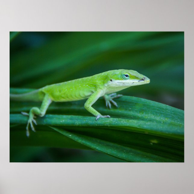 Poster Green Anole Lizard (Frente)