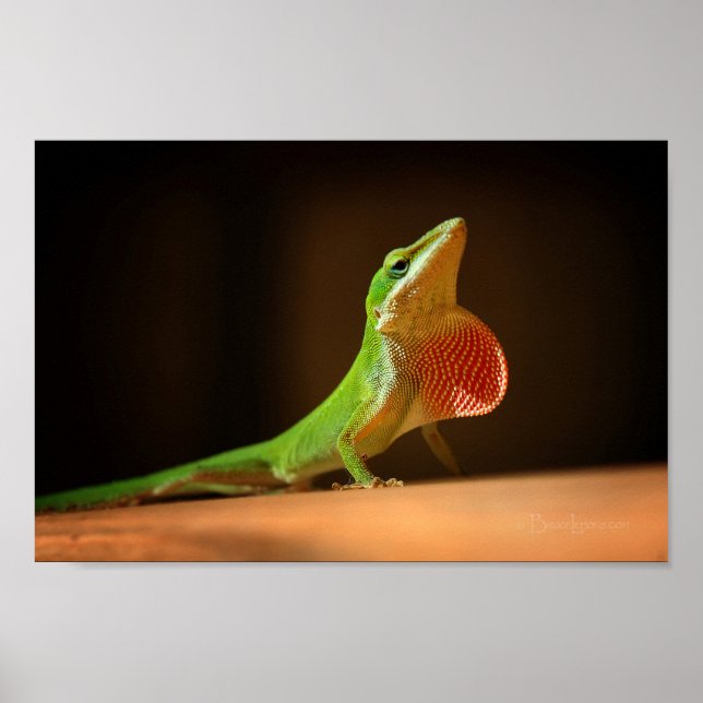 Póster Green Anole Lizard com Thraot Vermelho (Frente)