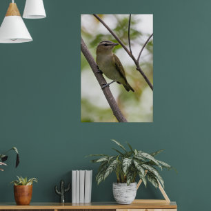 Poster Green Bird, Red Eyed Vireo, Fotografia Canadiana