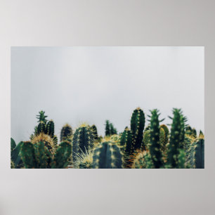 POSTER GREEN CACTI