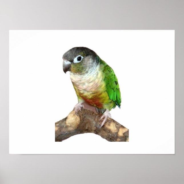 Poster Green Cheek Conure (Frente)