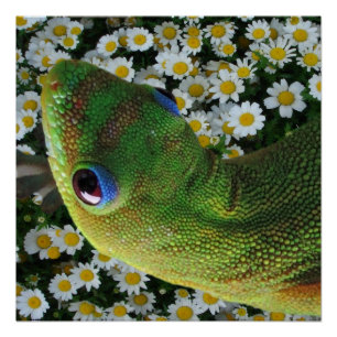 Póster Green Geckos mora no Havaí
