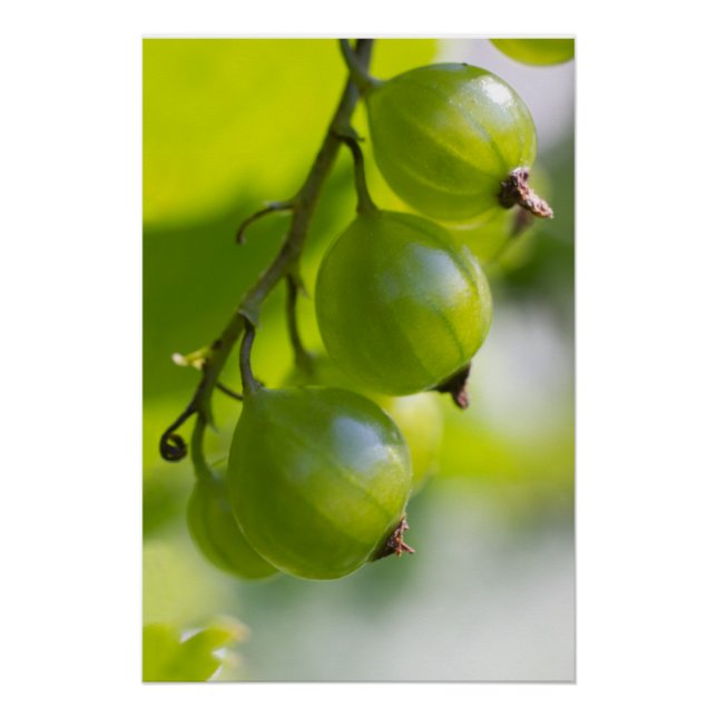 Póster Green Gooseberry CC0324 Novas opções (Frente)