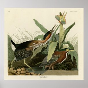 Poster Green Heron, as aves da América de John James Audu