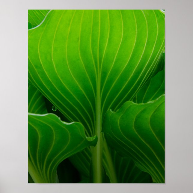 Póster Green Hosta Leaf (Frente)