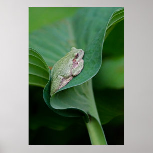 Poster Green Hosta Leaf e Sapo