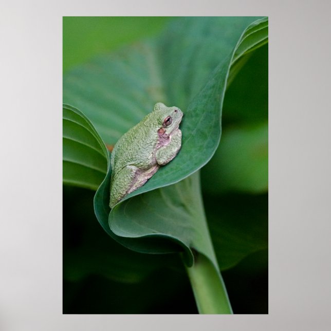 Poster Green Hosta Leaf e Sapo (Frente)